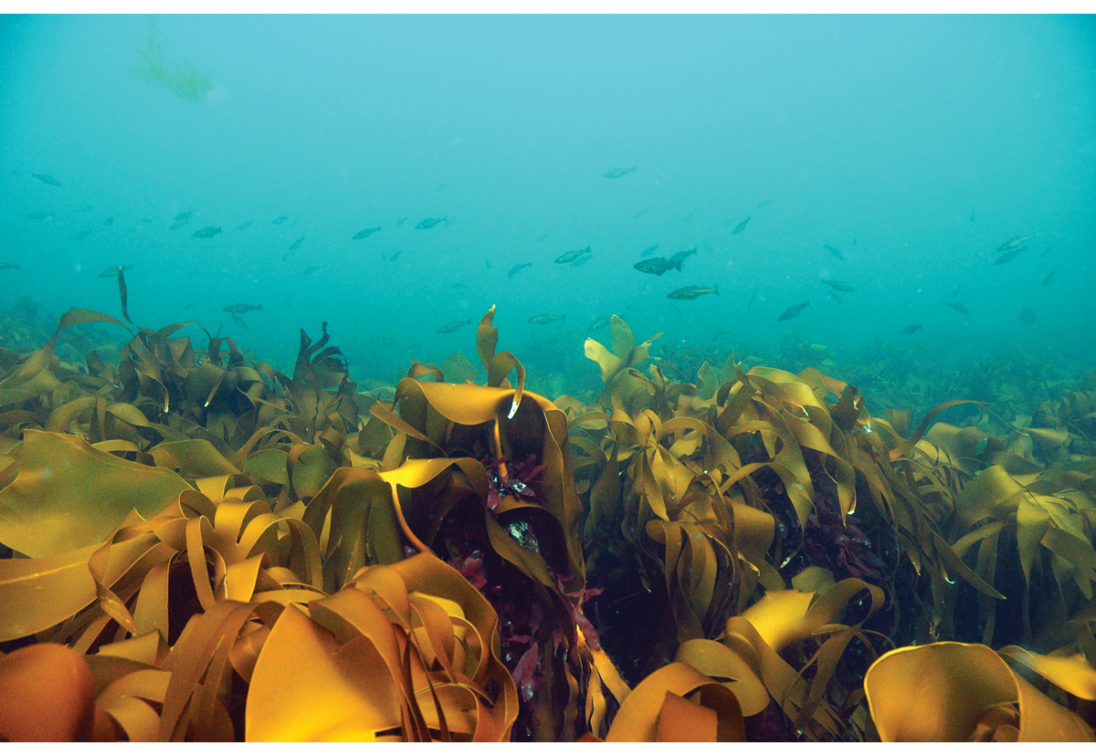 Figure 2.1 Kelp forest, Jærkysten marine protected area, Rogaland.
