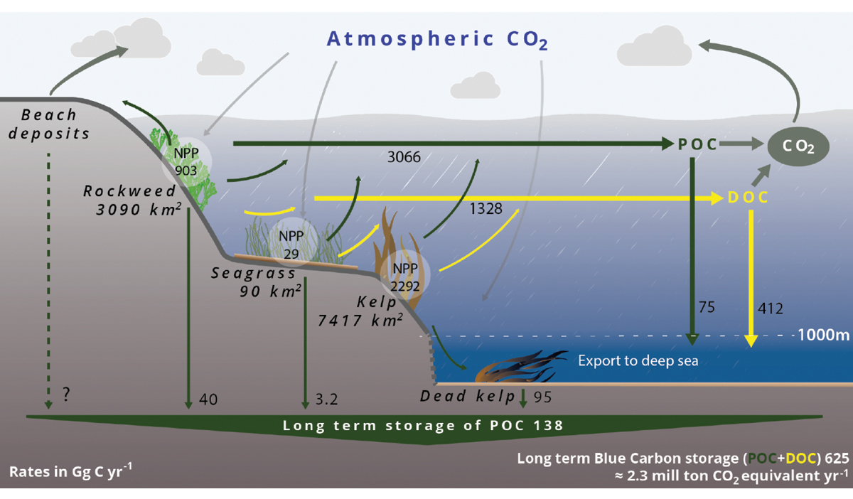 Figure 2.11 Norwegian blue carbon budget including kelp forests, seaweed (rockweed) beds and eelgrass meadows. Estimated area, rates of net primary production (NPP), export rates, and sequestration of particulate organic carbon (POC) and dissolved organic carbon...