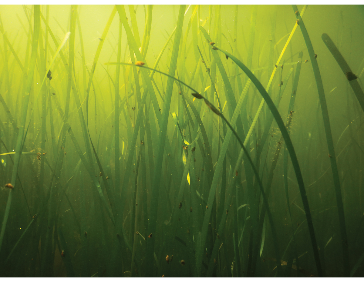 Figure 2.16 Eelgrass meadow.
