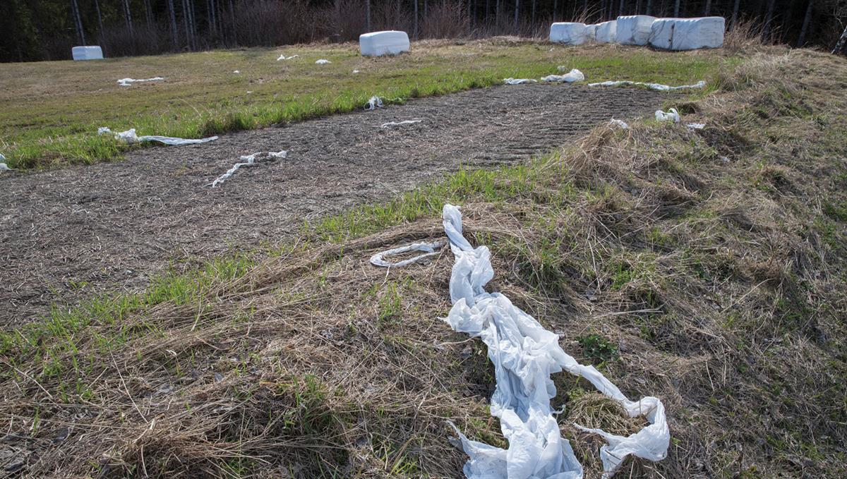 Plastemballasje frå høyballar kjem lett på avvegar i naturen. Foto: NTB, Vidar Ruud