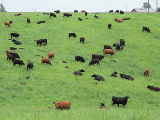 Aberdeen Angus-flokk på beite på Horgen gård i Nes.