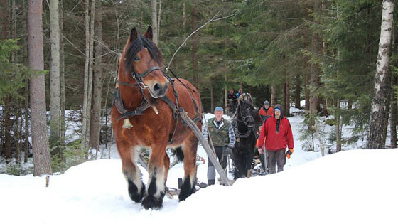 Ungdommer med hest.