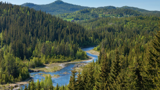 Oktiibuot norgga vuovddit šaddet sullii 25 miljovnnain guđahasmehteriin juohke jagi. Guosa oassi lea bealli hivvodagas. Juohke jagi ožžot čuollamiin sullii logi miljovnna guđahasmehtera hirssa. 