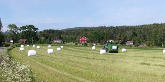 Innhøsting av grovfôr. 