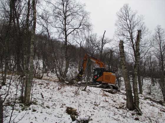 Hogst av energivirke i Sørdalen i Bardu.