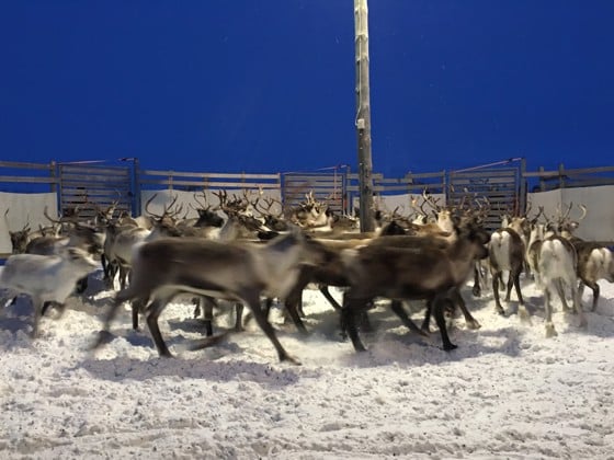 Samling av rein for telling.