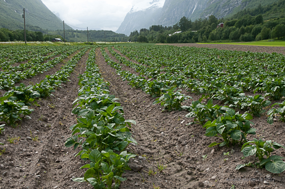 Potato Field.