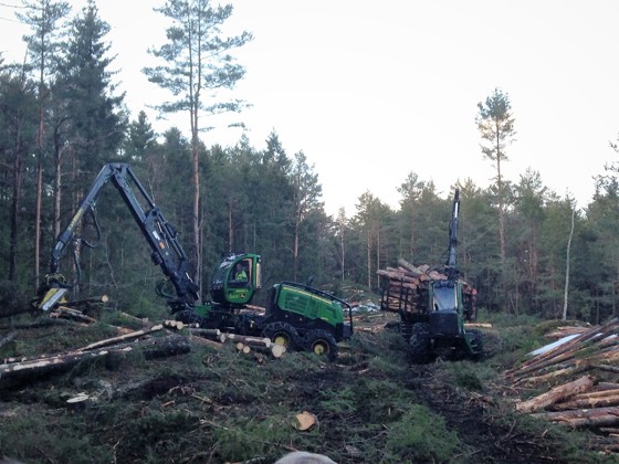 Hogst på Gumøy 2018.