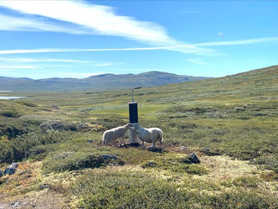 Hardangervidda 