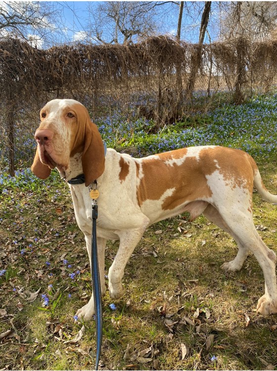 Hund- Bracco italiano