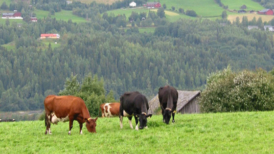 Kyr på beite, Gudbransdalen.