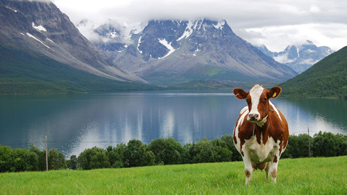 NRF-ku. Lyngen i Troms.