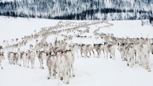 Rein på beite.