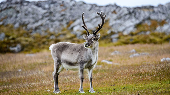 Wild reindeer