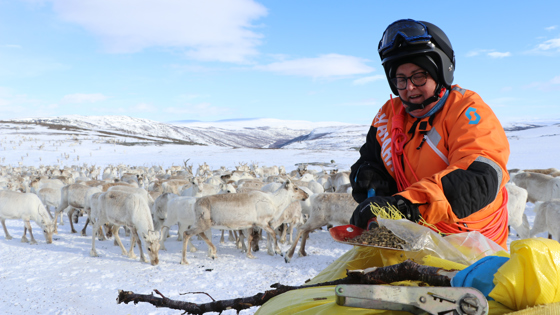 Bollestad mater rein på Finnmarksvidda.