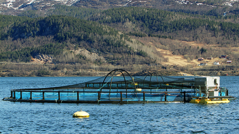 Mære på et oppdrettsanlegg i Saltdalsfjorden