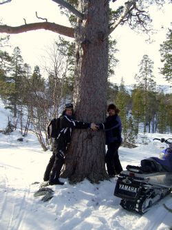 Finnmarksfuru av den grove sorten i Alta