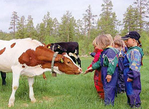 Barn og kyr, Øvre Stengelsen gård i Alta. Foto: Ingrid Steinsvik