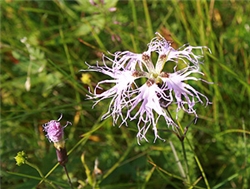 Silkenellik er en sjelden plante i Norge som finnes rikelig på Makkenes. Foto: Cecilie Hansen