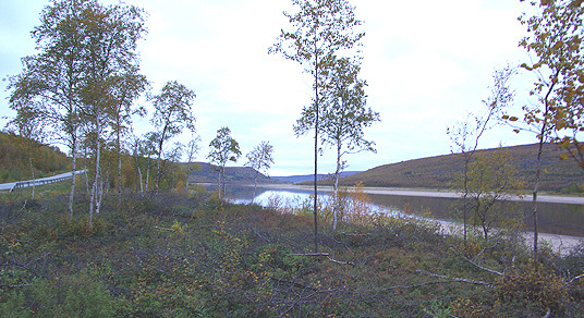 Utsiktsrydding langs E6 i Karasjok - god sikt mot Tanaelva. Foto: Helge Molvig