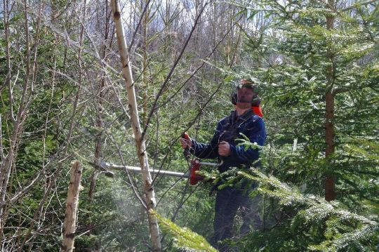 Faghjelp og skogsarbeider Torgeir Eklund i sving med ryddesaga på skogdagen i Gjerpen 2013. 